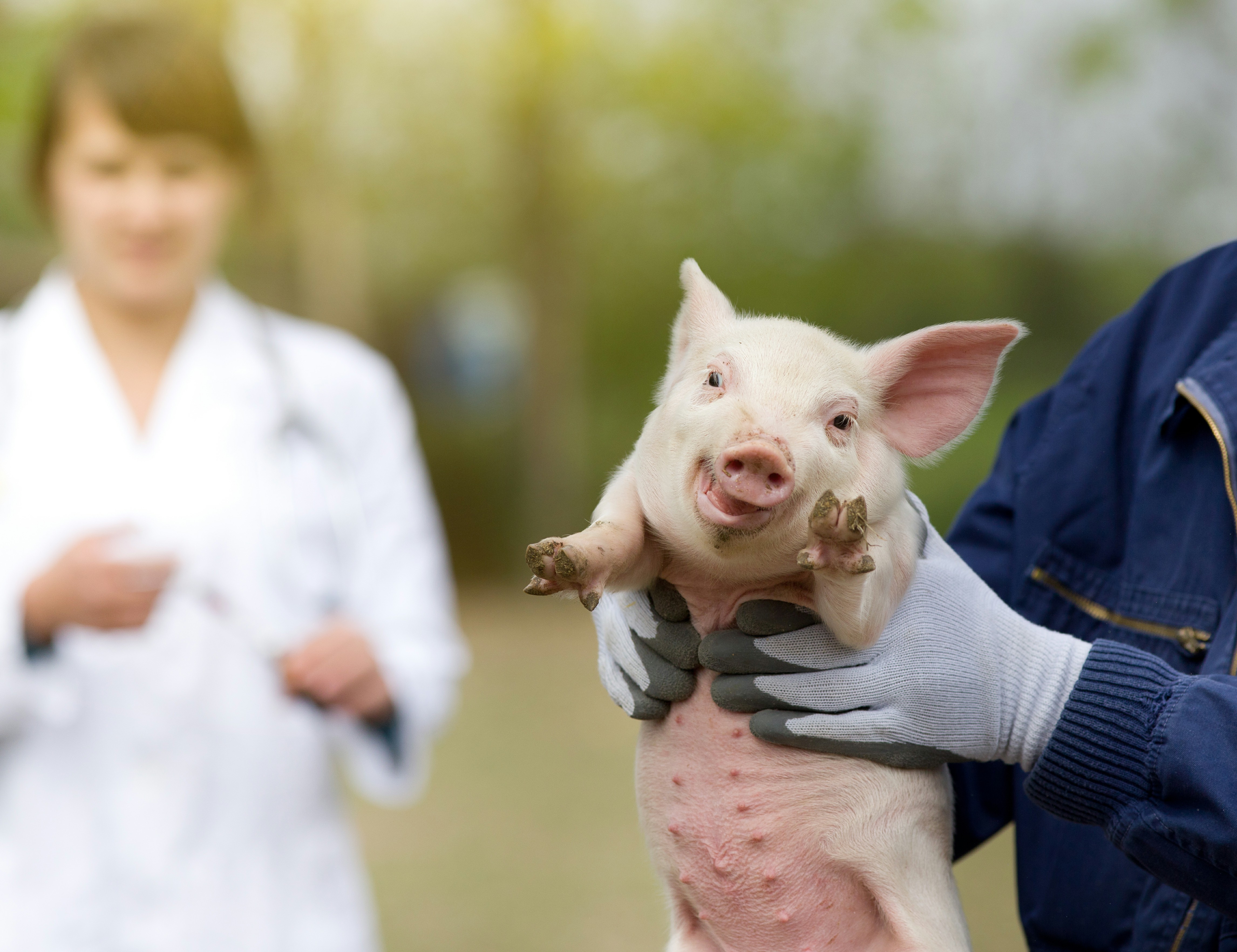 廉江市家富畜牧有限公司生豬養殖建設項目 環境影響評價公衆參與第一(yī)次公示